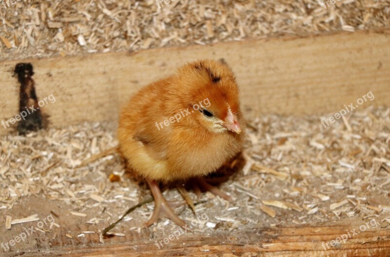 Chicken Nestling Chicken Coop Poultry Free Photos