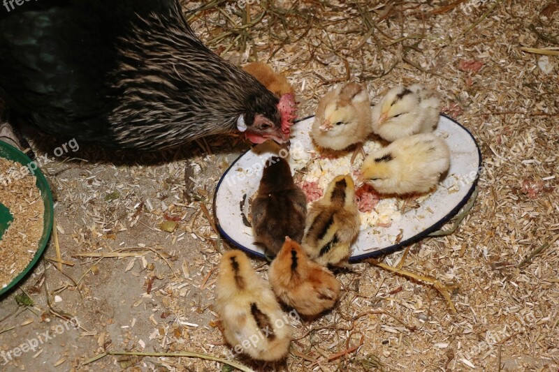 The Animal Kingdom Nature Cute Chicken Chicken Coop