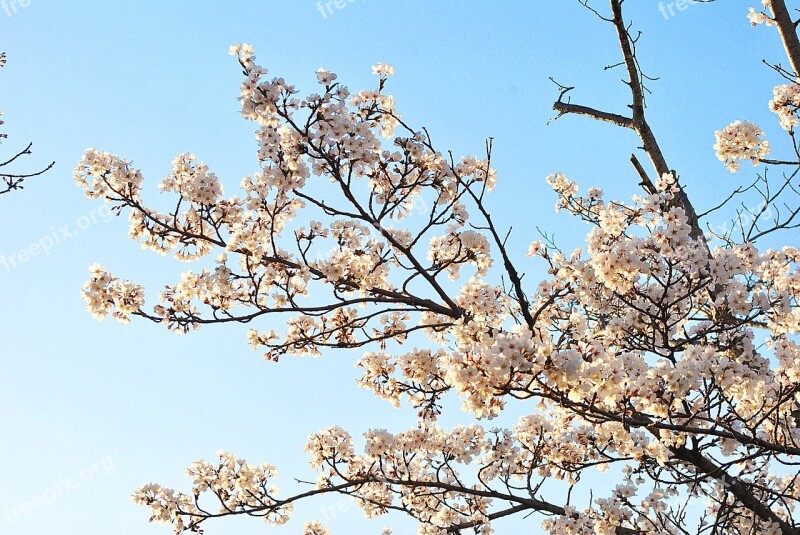 Wood Cherry Tree Quarter Blue Sky Free Photos