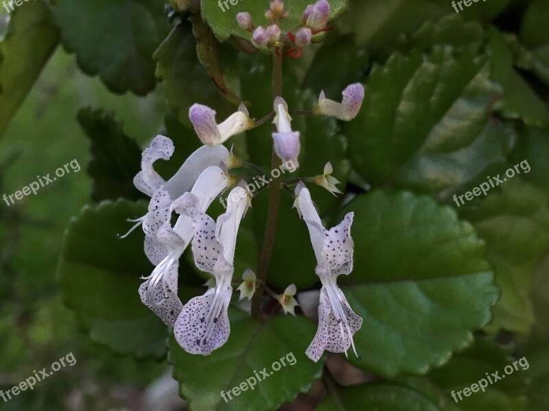 Small Flowers Pistils Flower Tiny Petals