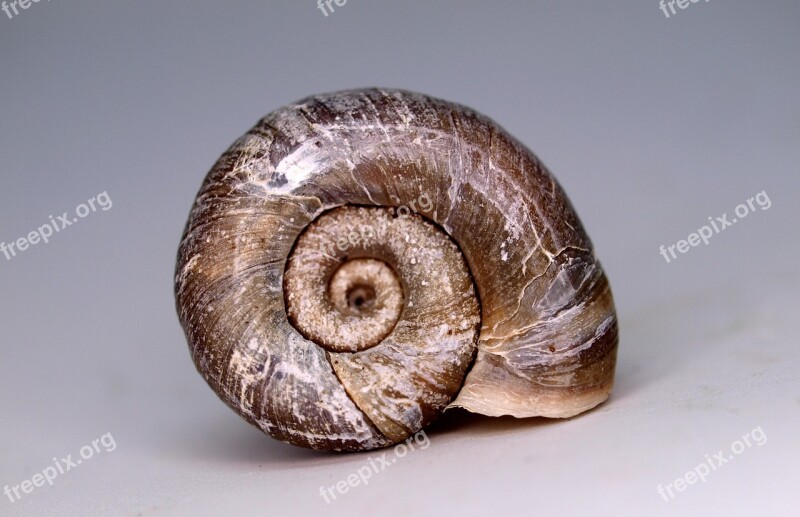 Shellfish Invertebrate Snail Spiral Shell