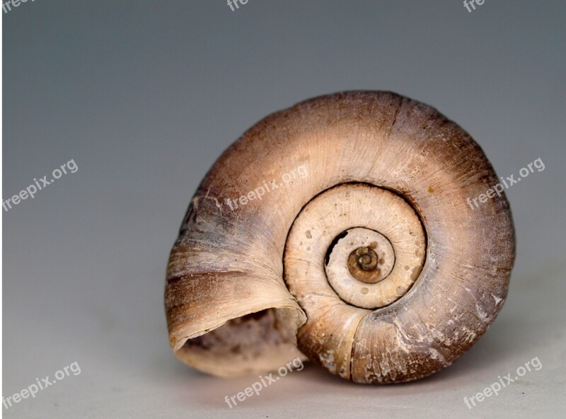 Shellfish Shell Snail Invertebrate Nature