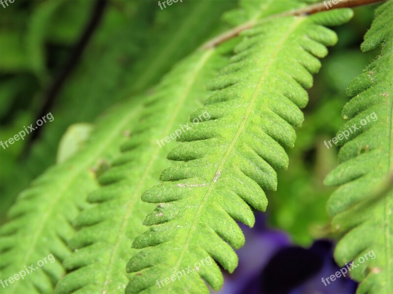 Leaf Flora Fern Growth Nature