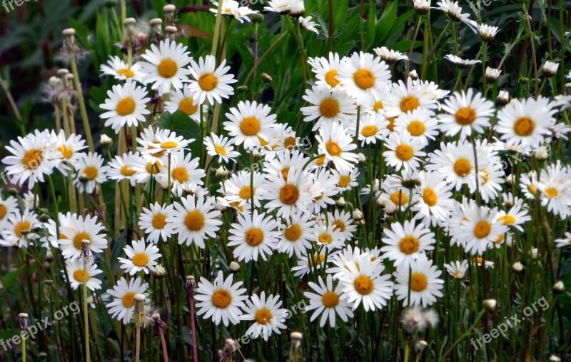 Marguerite Flower Nature Plant Spring