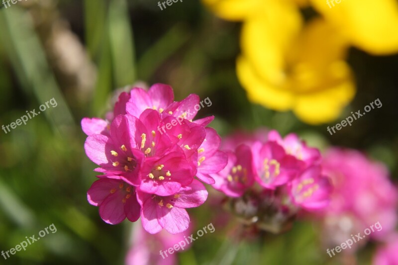 Flowers Spring Close Up Grass Elke Gold Lacquer