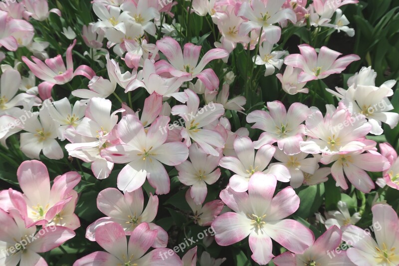 Tulip Romantic Pink Flowers Spring