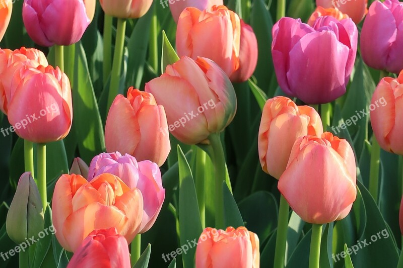 Tulip Nature Garden Plant Flower Arrangement