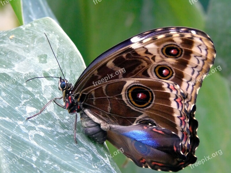 Nature Butterfly Insect Animal Wing