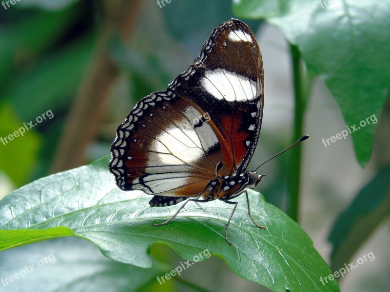 Insect Butterfly Nature Outdoors Invertebrate