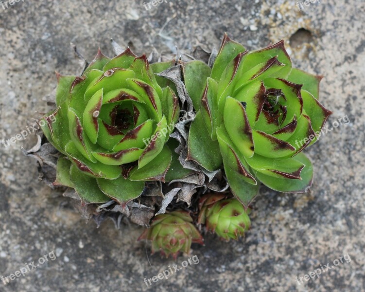 Flora Nature Houseleek Succulent Flower