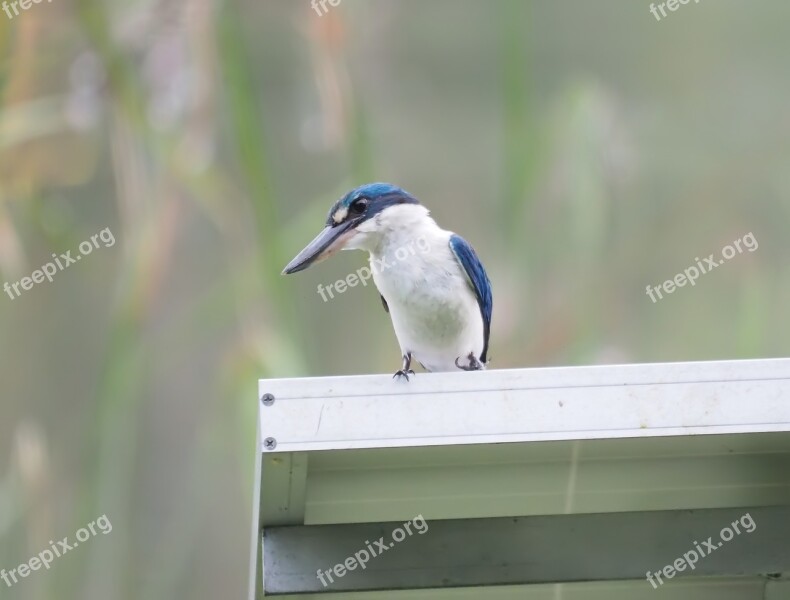 Bird Wildlife Nature Animal Outdoors