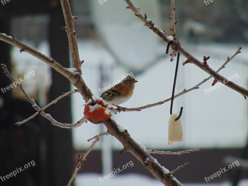 Fenyőpinty Nature Bird Wild World Wood