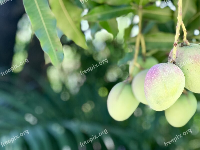 Fruit Leaf Food Nature Flora