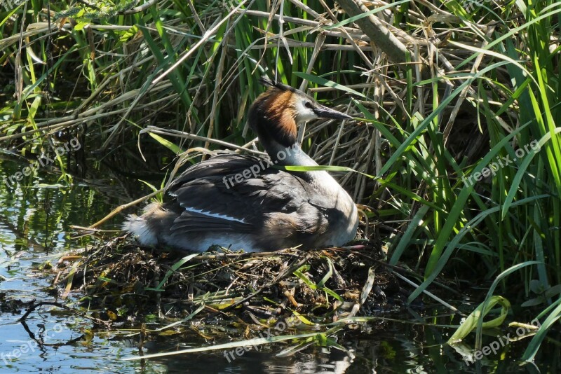 Grebe Bird's Nest Hatch Nature Birds