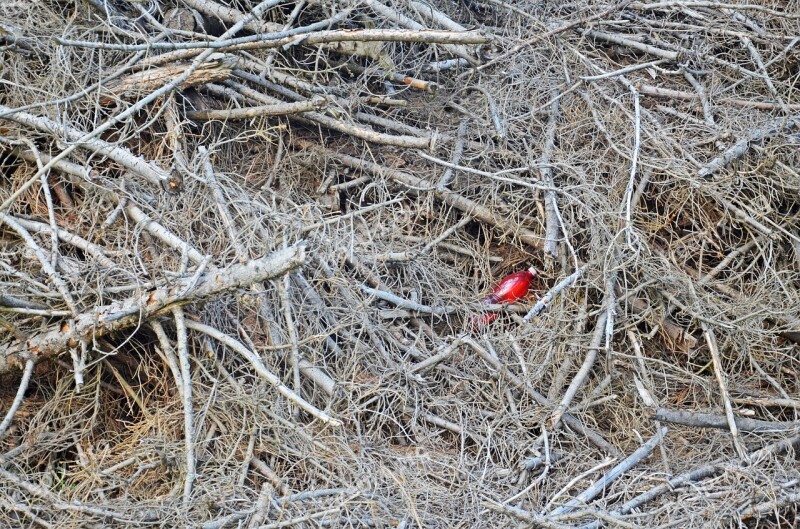 Branches Calamity Bottle Pet Nature