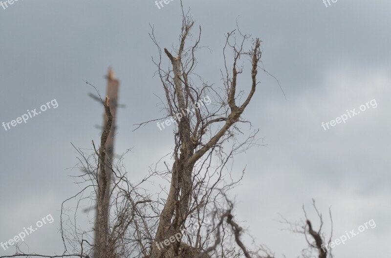 Calamity Roots Czech Forest Tree