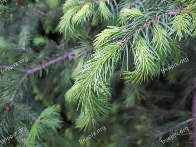 Tree Nature Needle Pine Branch