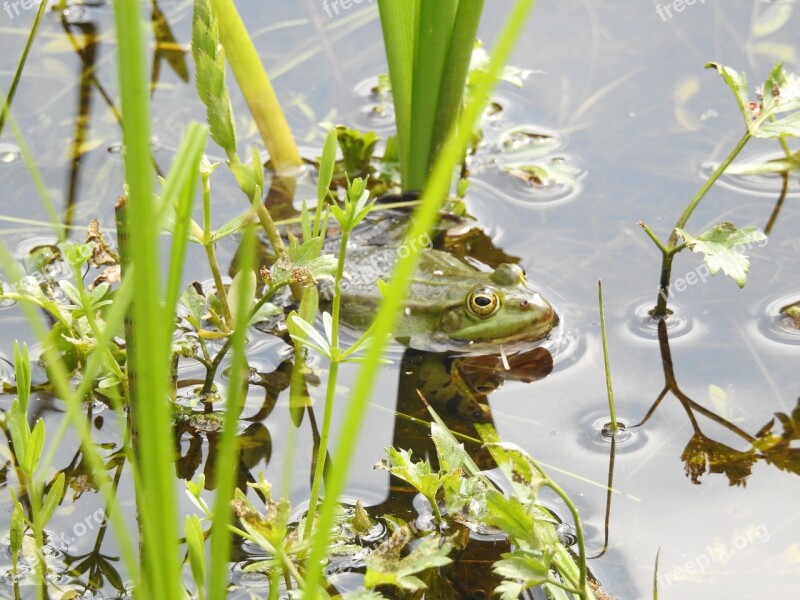 Nature Plant Monolithic Part Of The Waters Leaf The Environment