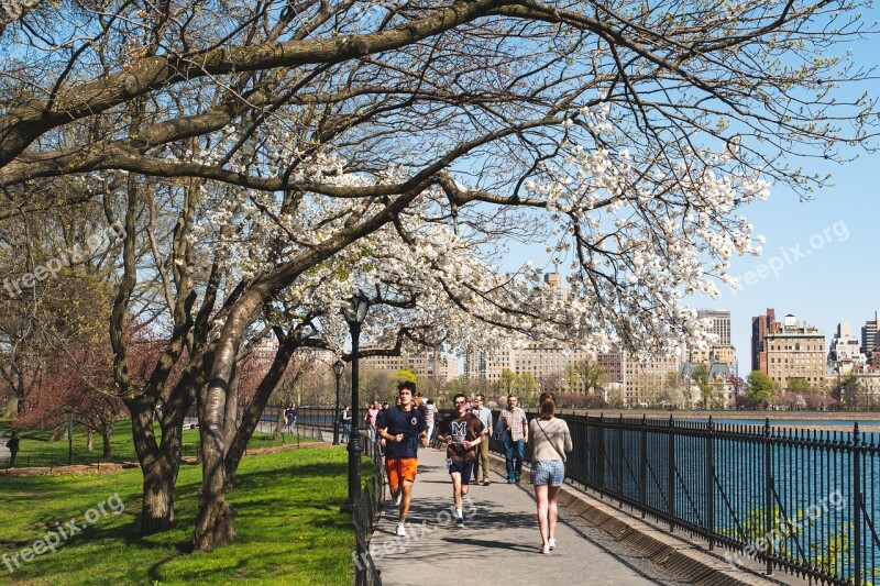 New York City Central Park Spring Tree Branch