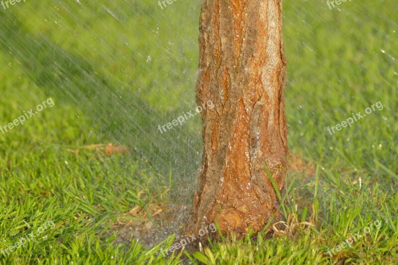 Watering Lawn Grass Tribe Tree