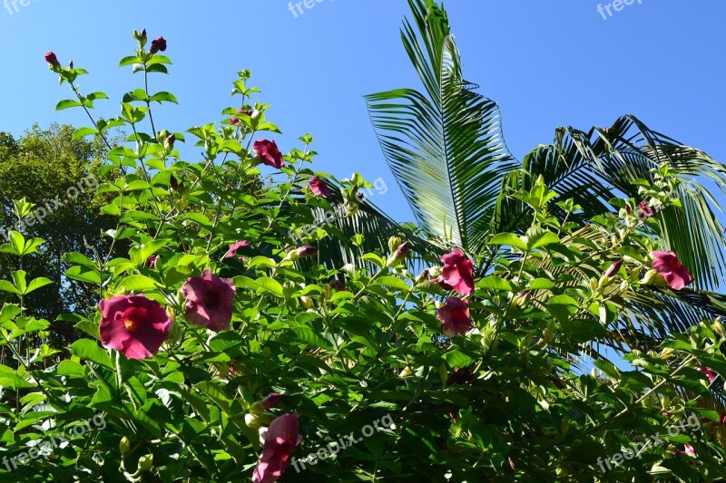 Plant Leaf Nature Flower Tree