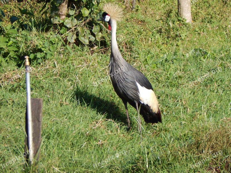 Nature Bird Wildlife Outdoors Grass