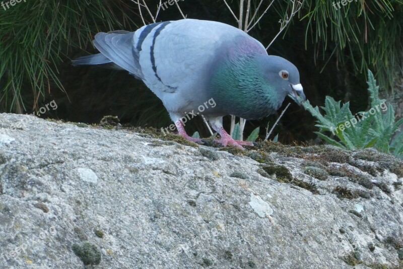 Ringdove Nature Birds Animal Kingdom Free Photos