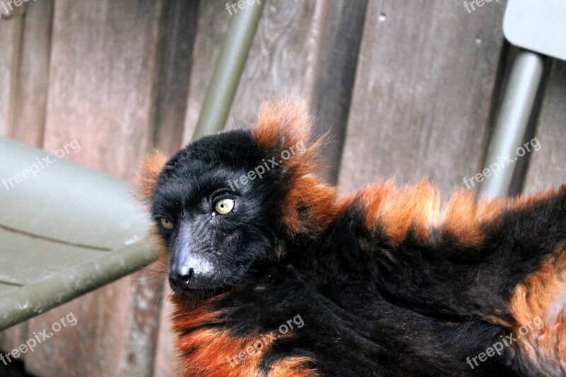 Red Ruffed Lemur Rode Vari Mammal Portrait Animal