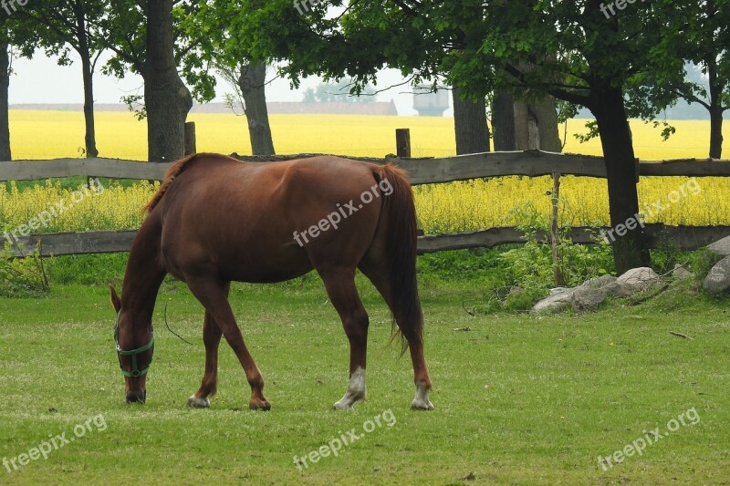 Lawn Farm Mammals Field The Horse