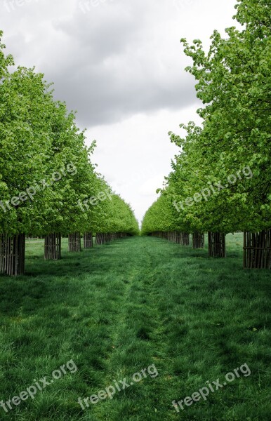 Tree Nature Grass Landscape Summer