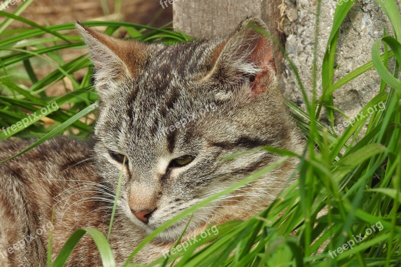 Animals Nature Charming A Little Fur