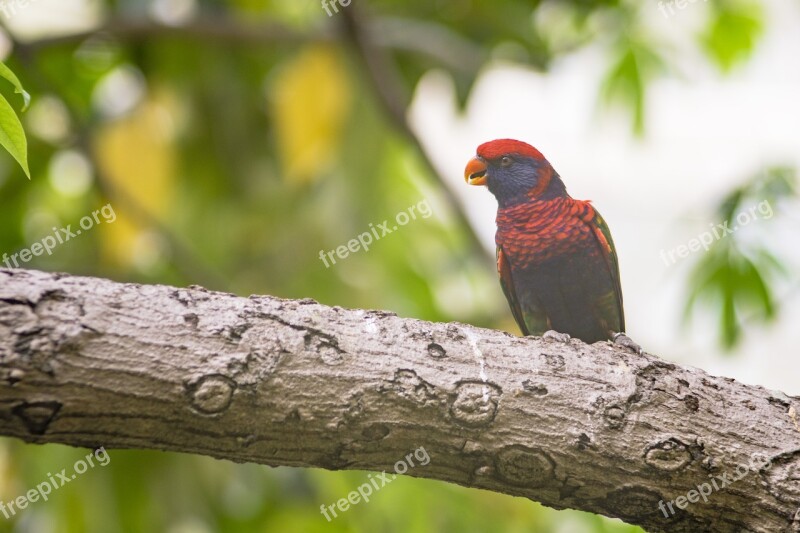 Bird Nature Wildlife Outdoor Tree