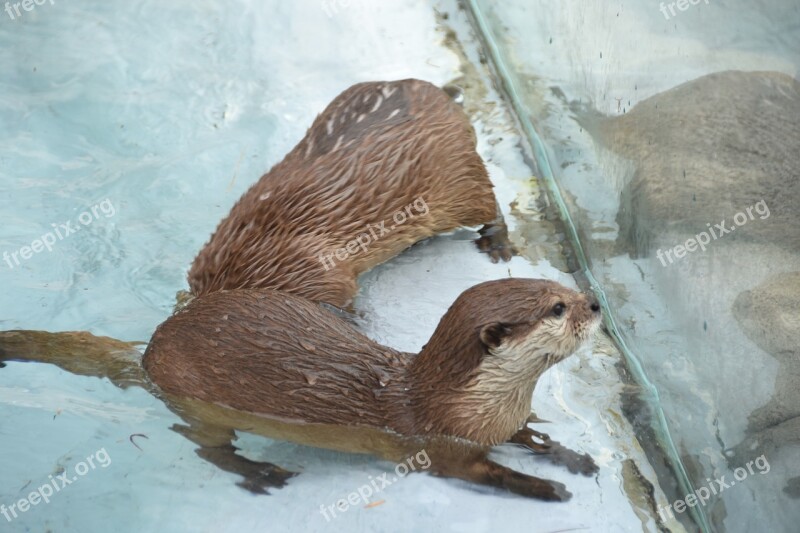 Zoo The Spectator Otter Babies Free Photos