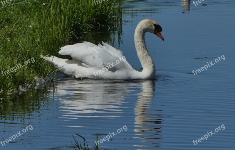 Swan Ditch Birds Nature Wildlife