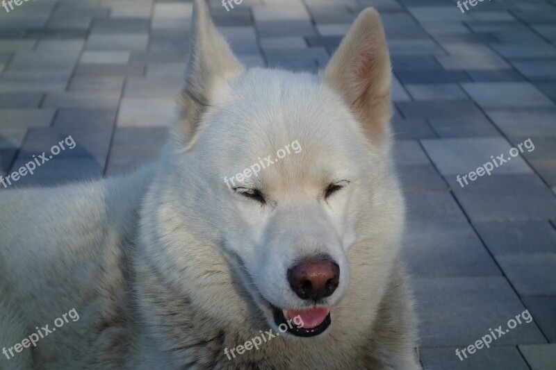 Dog Mammal Husky Portrait Animal