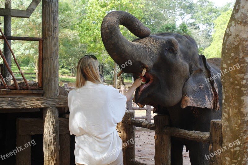 Travel Elephant Visitor Animal Tourism