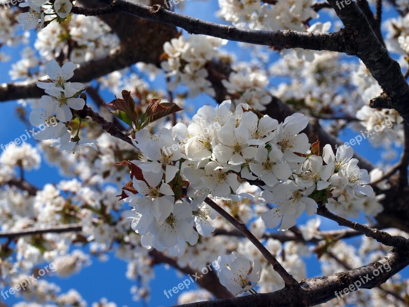 Cherry Cherry Blossom Flowering Flower Cherry Spring