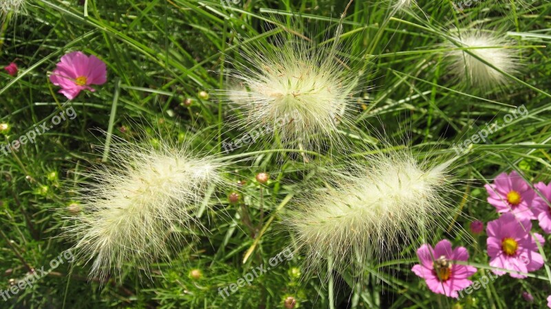 Prairie Nature Summer Lawn Brilliant