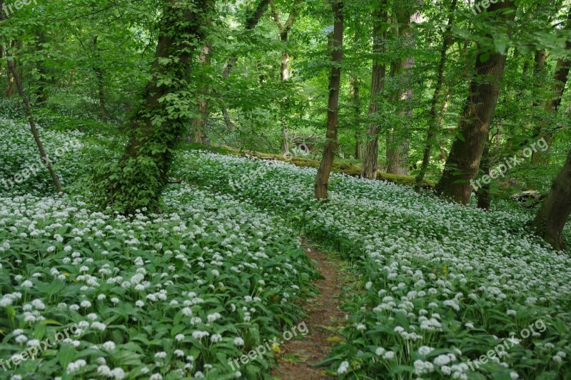 Bear's Garlic Nature Leaf Flower Plant