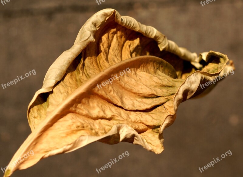 Nature Dry Leaf Autumn Free Photos