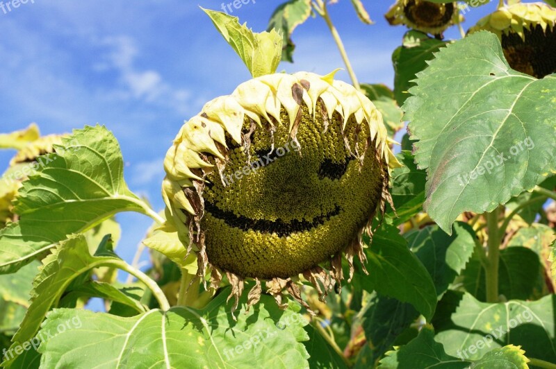 Sunflower Face Smile Nature Plant