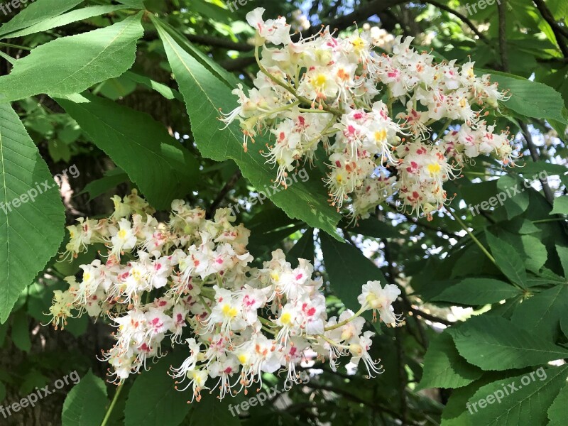 Chestnut Flowers Foliage Nature Chestnut In Bloom