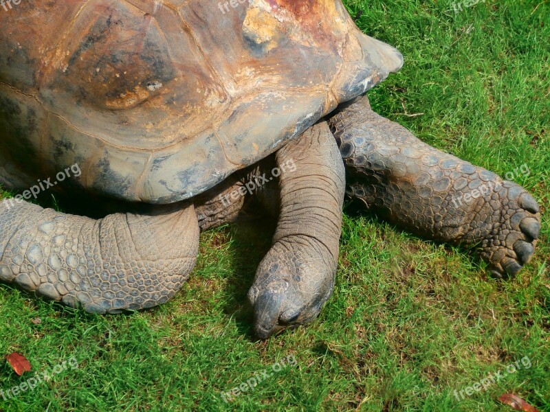 Tortoise Turtle Turtle Giant Giant Turtle Animal