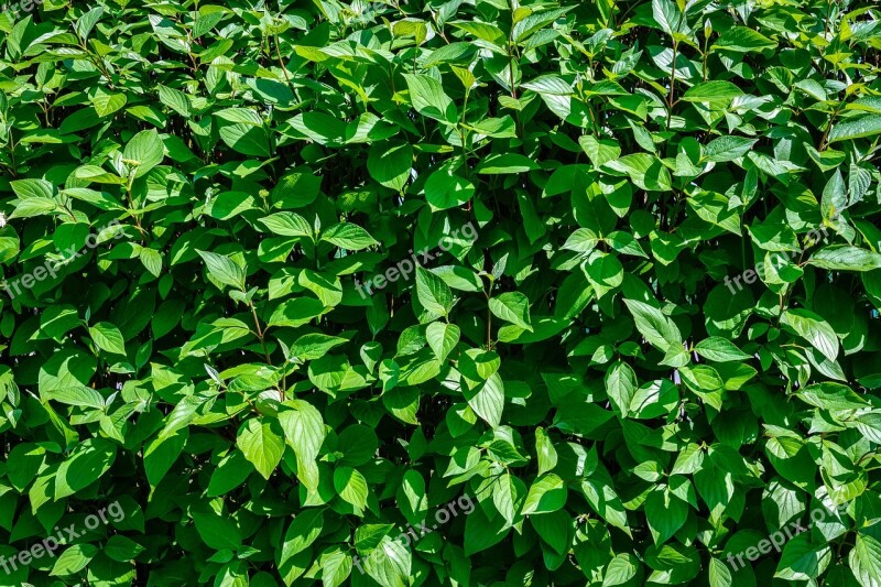 Hedge Garden Leaf Plant Nature