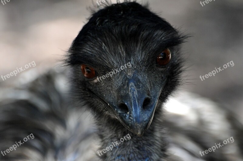 Nature Animals Eye Portrait Ostrich