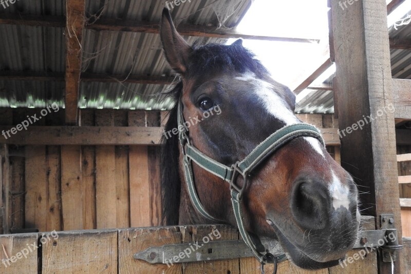 Barn Farm Mammals The Horse Horse Head