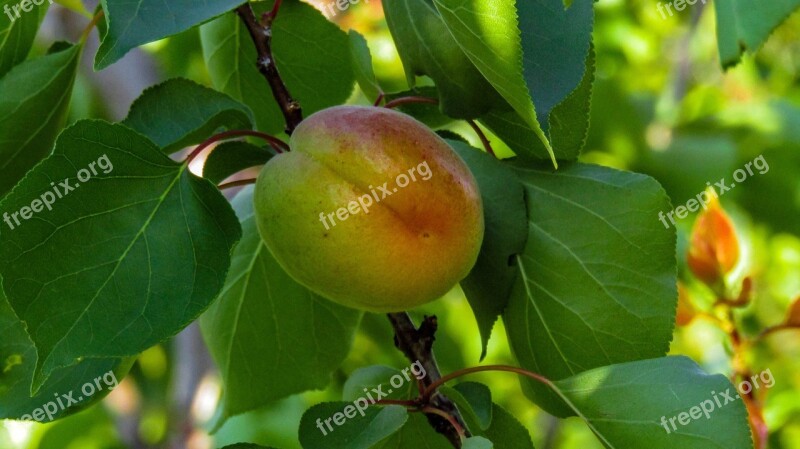 Peach Fruit Leaf Nature Tree