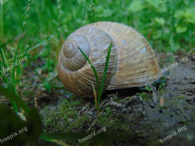 Nature Animal Snail Voltaic Exoskeleton Imbedded Slow