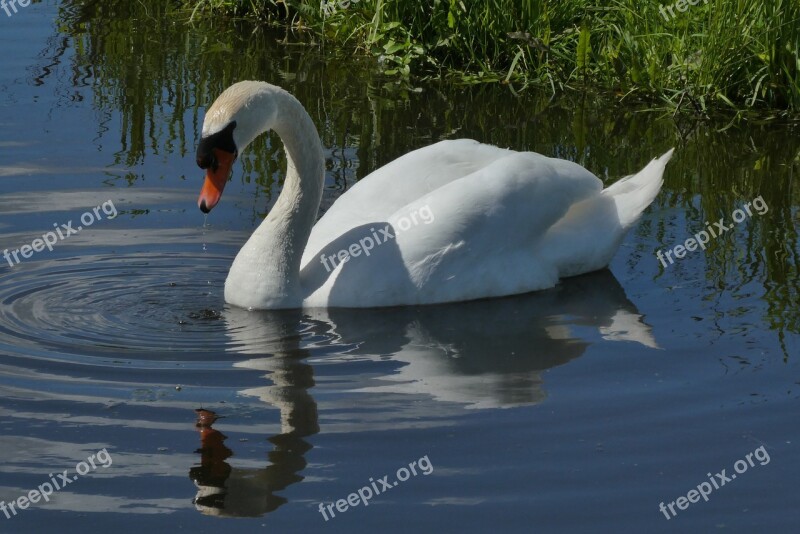 Swan Reflection Ditch Nature Birds