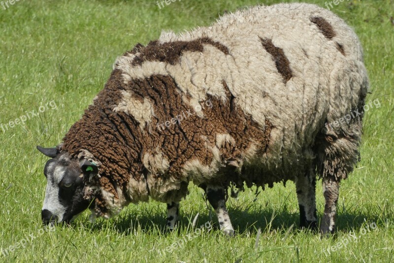 Sheep Whey Meadows Cattle Farm